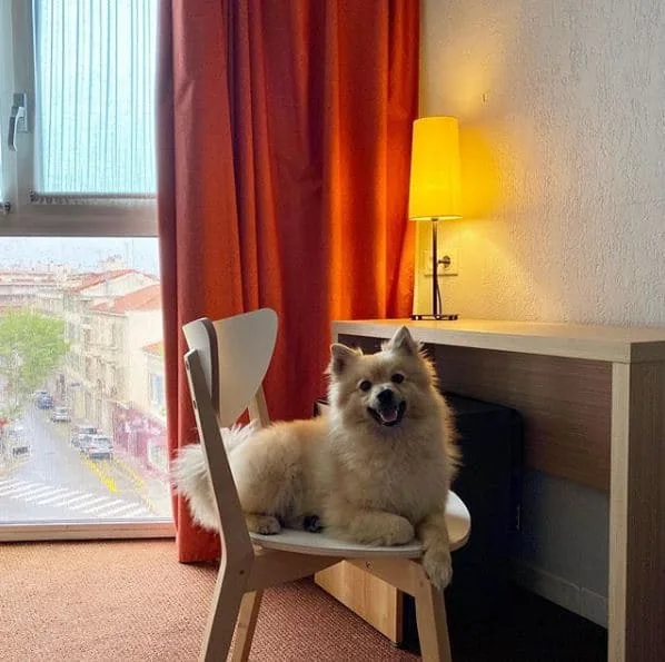 Simba installé près de la fenêtre de l’hôtel