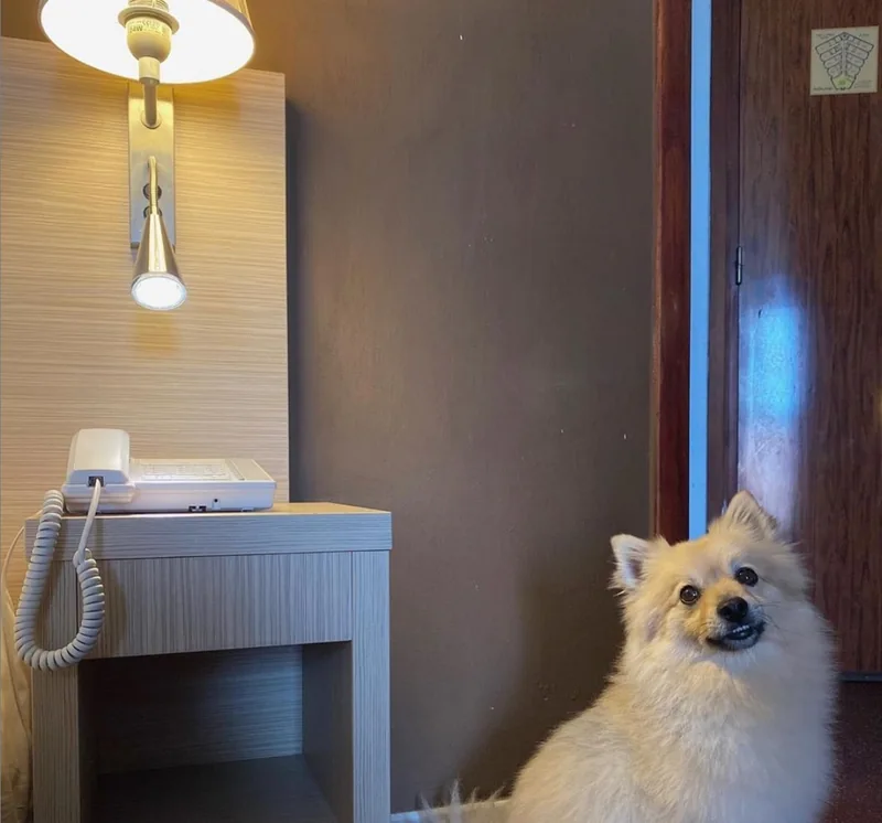 Simba, la mascotte de l’hôtel, près du téléphone